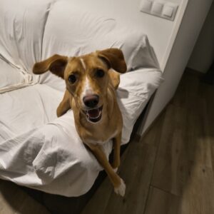 Canela