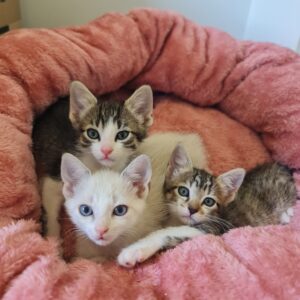 Gatitos