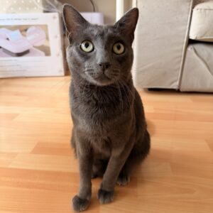 Berlioz