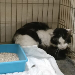 Lupin di Carlo