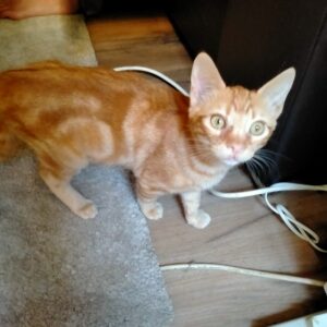Gatito