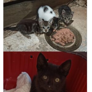 Gatitos
