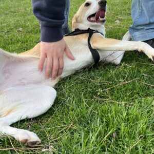 Nala