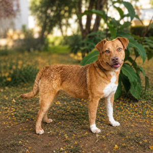 Canela