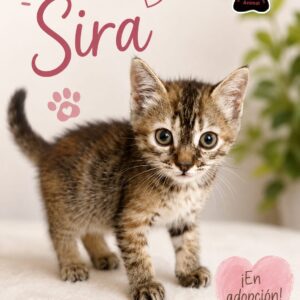 Sira