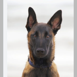 Malinoi
