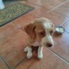 Lola