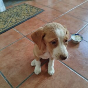 Lola
