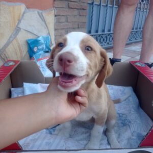 Lola