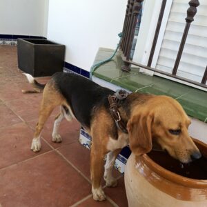 Curro