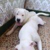 Minny, Blanco y Duke