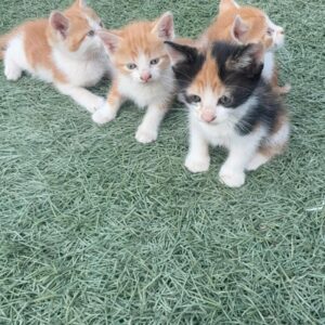Gato
