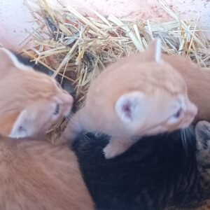 Gatitos