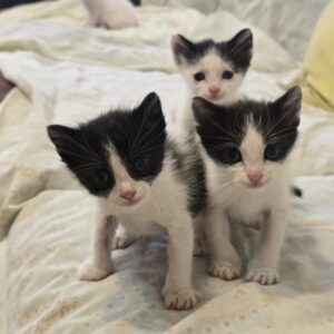 Gatitos