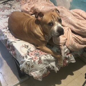 canela