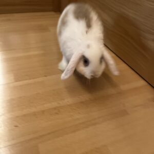 Mochi