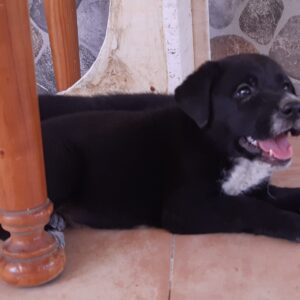 Osita