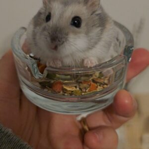 Tofu