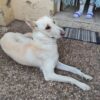 Canela