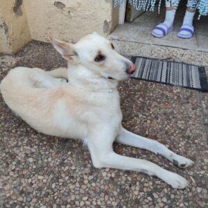 Canela