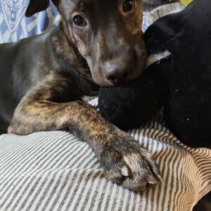 Thor
