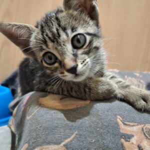 Gatita Pepa