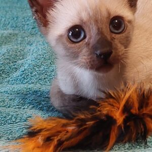 Oli