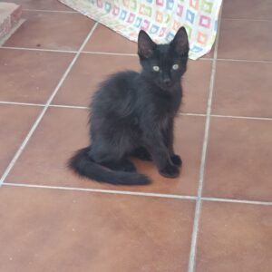 Panterita