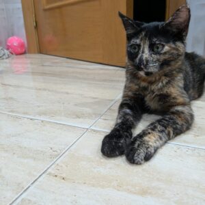 Gatita