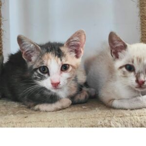 Gatitos