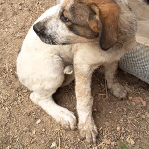 Cachorro