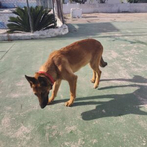 Dingo