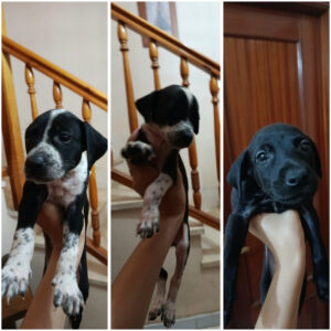 Cachorros