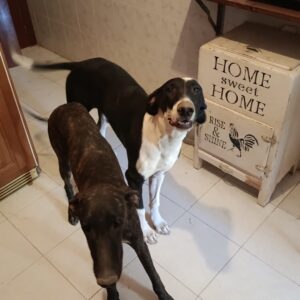 Cachorros