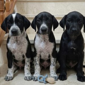 Cachorritos