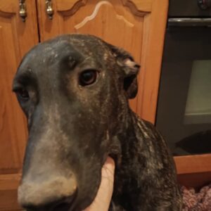 Galgo