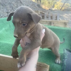 Podenco