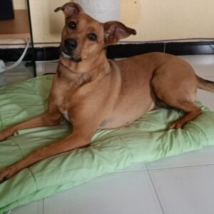 Canela