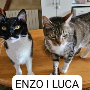 Enzo y Luca
