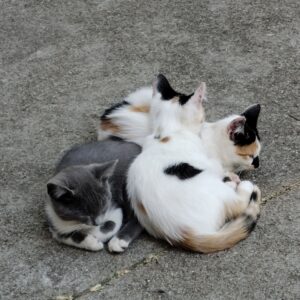 Gatitos