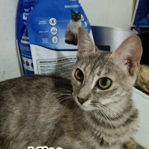 Kitty