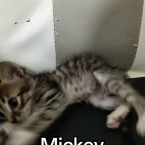 Mickey, Dexter, Diego y Piaw
