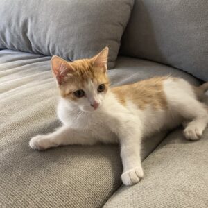 Naranjito
