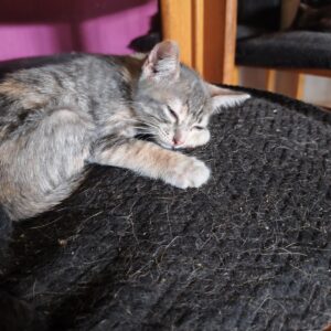 Gatita