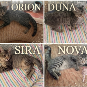 Gatitas