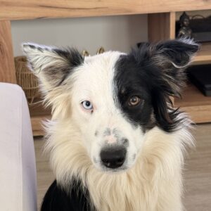 Nala