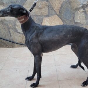 Rocio