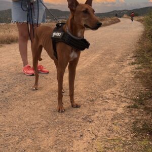 Milo