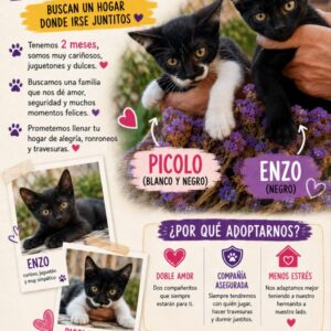 Enzo & Piccolo