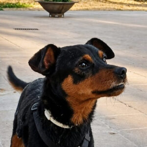 Roco